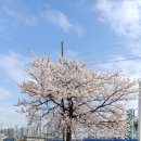 설악차유리