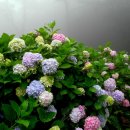 행복을사게 이미지