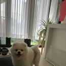 삼월뷰티왁싱서면전포점 | 서면전포 왁싱맛집 [삼월뷰티] 하프업 왁싱 후기