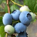 영걸농장 이미지