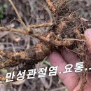 [구릿대, 백지] 만성관절염,오십견,요통 / 누런대나무 뿌리를 제약사 납품 농가소득 대박~! 이미지