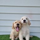 휴먼앤독 이미지