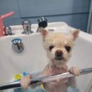 쵸코네묭실 이미지