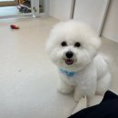 oh my dog(오마이독) 이미지