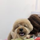 로운이네 살롱 | 부산 애견미용 부산동래 호텔링 케어 , 로운이네 살롱 이용 후기