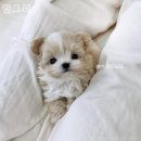 인천강아지분양 멍그레 이미지