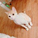 봄봄냥 | 분당 고양이 무마취미용 봄봄냥에서 미용했어요:)