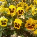 ☞11조☜ 식물도감 (팬지:Viola tricolor var. hortensis ) 이미지