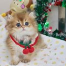 김포고양이분양 맘스캣 이미지