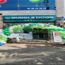 버블독스포항