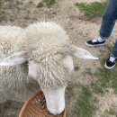 포동목장 이미지