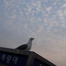 대화직업소개소 이미지