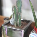 우리꽃집&카페 이미지