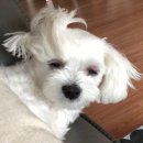 주식회사 다연 | [주간일기 #12] 한국에서는 개강이 다가오면 죽기를 결심합니까?