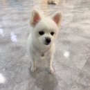 봉봉애견카페호텔 이미지