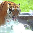 서울대공원 이미지