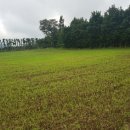 하귤과보리 이미지