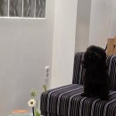 신호산단로 | 천안 차암동 오우커피(OOW COFFEE) 애견동반 신상 카페