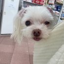 맑은눈 동물병원 이미지