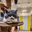 냥이놀이터 | 냥이놀이터 일산 고양이카페에서 힐링