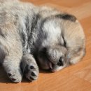 챠오챠오 이미지