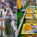 오뚜기농장 이미지