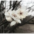 매화민박 이미지