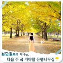 (주)푸드나무 리테일 | 다음 주 꼭 가야 할 은행나무길 여주 강천섬 유원지 당일코스 실시간