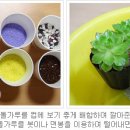 미니정원(테라리움) 이미지