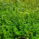 백두바이오(주) 이미지