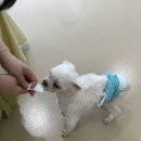 디아동물병원