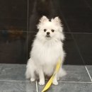 배트독 이미지