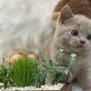 나라애견 본점 이미지