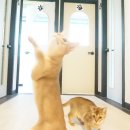 위대한캣츠빌 이미지