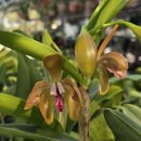 Cattleya porphyrpglossa 포르피로그로사 이미지