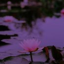 자연향기민박 이미지