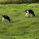 동양목장 이미지