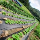 배추벌레 체포작전 이미지