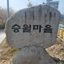 돌산경로당 | 여수 돌산 벚꽃명소 승월마을