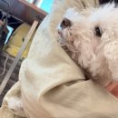 모찌네호캉스 이미지