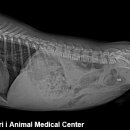 조치원메디컬센터 이미지
