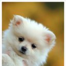 24시 나음동물의료센터 이미지