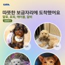 포피펫 - 안성시 중앙로 423 | [입양후기]말로, 포피, 에이플, 달비 입양 후기