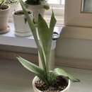 대화농장 이미지