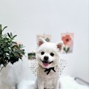 몽몽샬롱 이미지