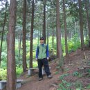 두동편백 이미지