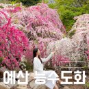 덕수농원 | 예산 삼색능수도화 위치 주차 주의사항 실시간 방문꿀팁