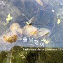 검정말을 탐닉하는 물달팽이 Radix auricularia 이미지