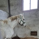 송마목장 이미지