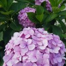 해드림행정사사무소 이미지